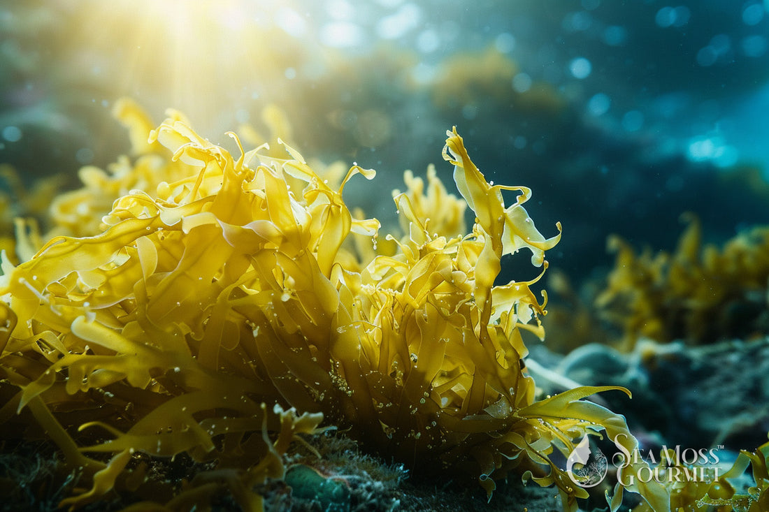 Understanding Sea Moss Benefits and Side Effects